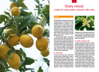 /album/citrusova-kucharka/citrus6-png/